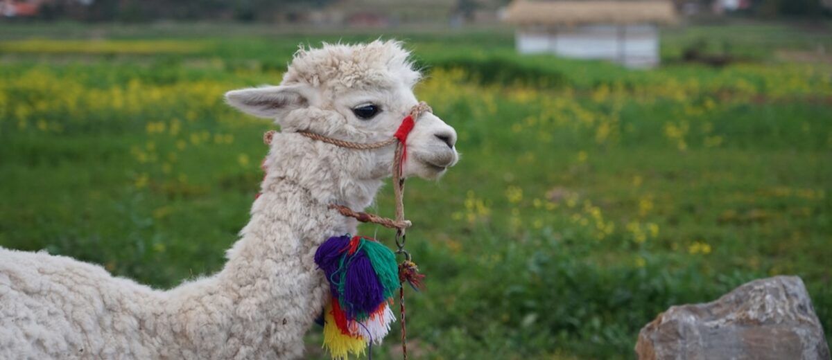 Ollama Alternatives: When to Switch and What To